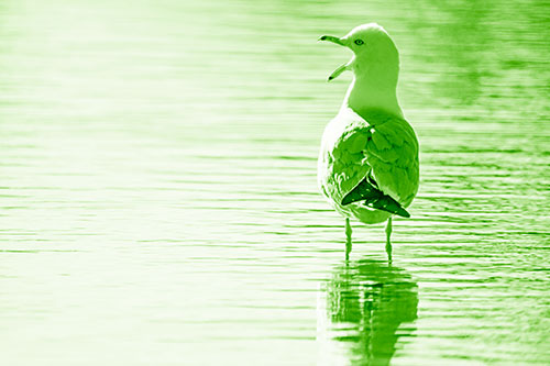Tired Seagull Yawning Among Shallow Water (Green Shade)