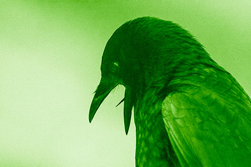 Tongue Curling Crow Cawing Downward (Green Shade)