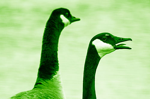 Tongue Screaming Canadian Goose Honking Towards Intruders (Green Shade Photo)