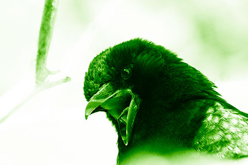 Tongue Screaming Crow Among Light (Green Shade Photo)