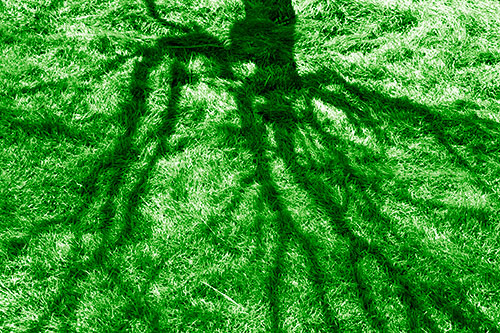 Tree Branch Shadows Creepy Crawling Over Dead Grass (Green Shade Photo)