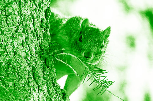 Tree Peekaboo With A Squirrel (Green Shade Photo)