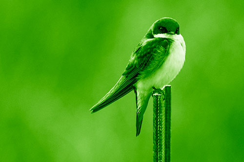Tree Swallow Keeping Watch (Green Shade Photo)