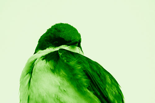 Tree Swallow Watching Surroundings (Green Shade Photo)