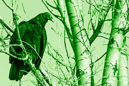 Turkey Vulture Perched Atop Tattered Tree Branch (Green Shade Photo)