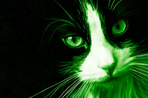 Tuxedo Cat Stares Among Darkness (Green Shade)