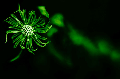 Twirling Aster Flower Among Darkness (Green Shade Photo)
