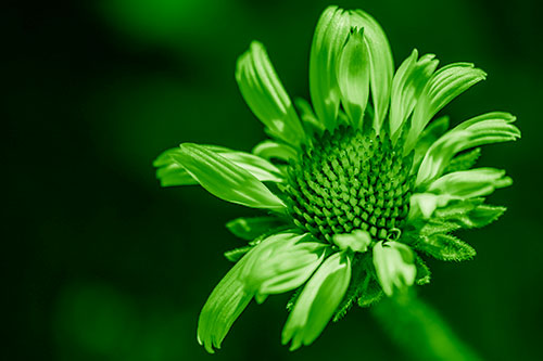 Twirling Petal Coneflower Among Shade (Green Shade Photo)