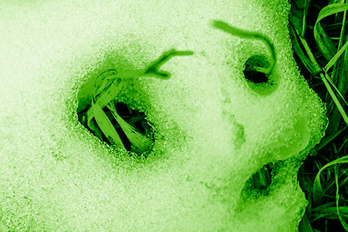 Twisting Grass Eyed Snow Face (Green Shade Photo)