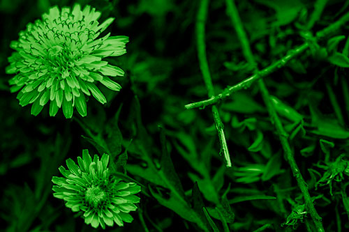 Two Blooming Taraxacum Flowers (Green Shade Photo)