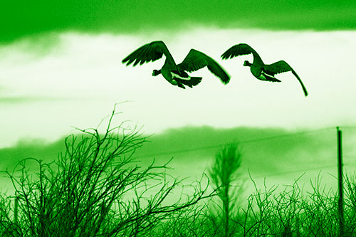 Two Canadian Geese Flying Over Trees (Green Shade Photo)