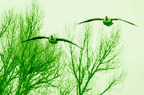 Two Canadian Geese Honking During Flight (Green Shade Photo)