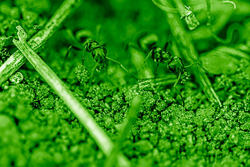 Two Carpenter Ants Working Hard Among Soil (Green Shade Photo)