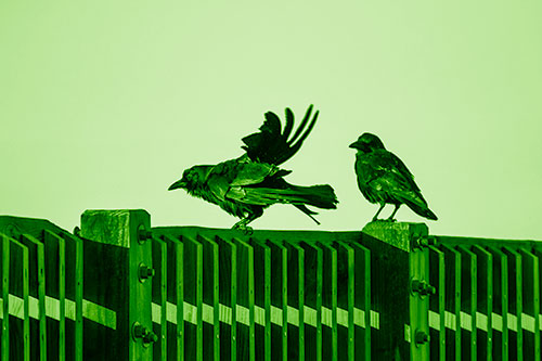 Two Crows Gather Along Wooden Fence (Green Shade Photo)