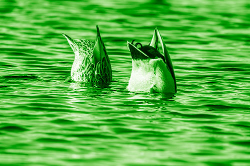 Two Ducks Upside Down In Lake (Green Shade Photo)