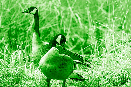 Two Geese Contemplating A Swim In Lake (Green Shade Photo)