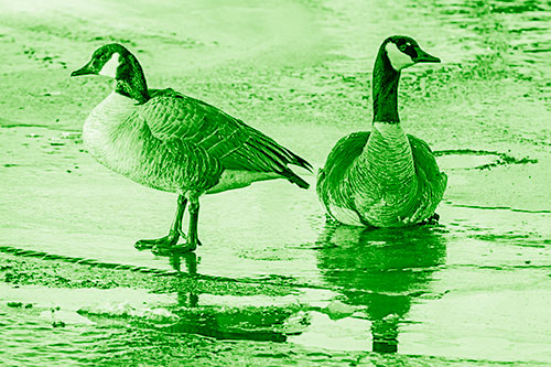 Two Geese Embrace Sunrise Atop Ice Frozen River (Green Shade Photo)