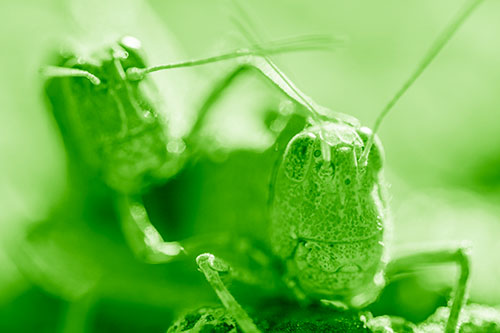 Two Grasshopper Buddies Smiling Among Sunlight (Green Shade Photo)