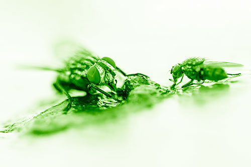 Two Hungry Cluster Flies Feasting Together (Green Shade)