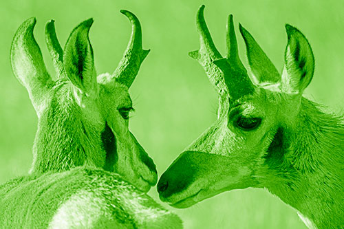 Two Loving Pronghorns Kissing Each Other (Green Shade)