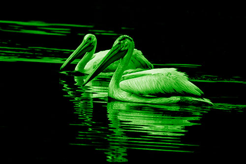 Two Pelicans Floating In Dark Lake Water (Green Shade Photo)