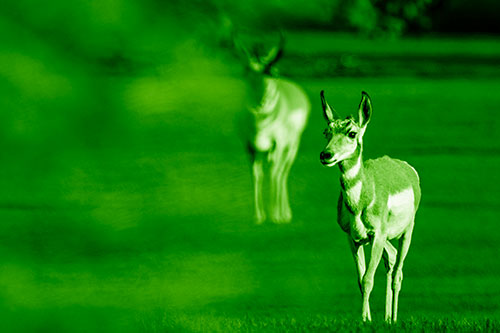 Two Pronghorns Walking Across Freshly Cut Grass (Green Shade Photo)