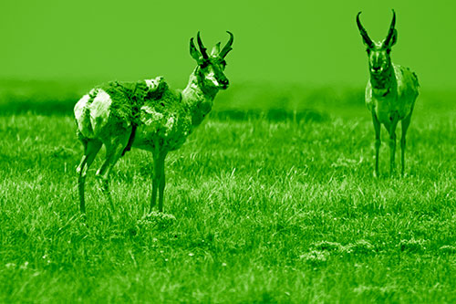 Two Shedding Pronghorns Among Grass (Green Shade Photo)