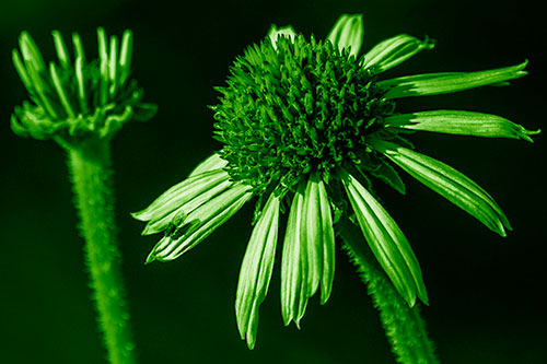 Two Towering Coneflowers Blossoming (Green Shade Photo)