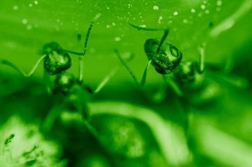 Two Vertical Climbing Carpenter Ants (Green Shade Photo)