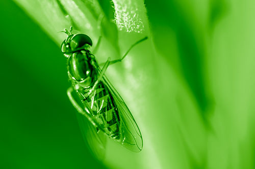 Vertical Leg Contorting Hoverfly (Green Shade Photo)