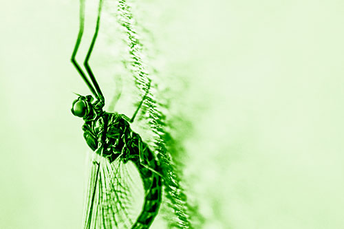 Vertical Perched Mayfly Sleeping (Green Shade Photo)
