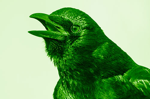 Vocal Crow Cawing Towards Sunlight (Green Shade Photo)