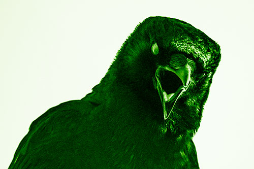 Vocal Glaze Eyed Crow Cawing Down Atop Tree Branch (Green Shade)