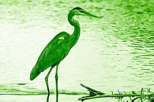 Wading Great Blue Heron Hunting Fish (Green Shade Photo)