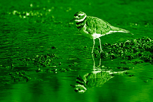 Wading Killdeer Wanders Shallow River Water (Green Shade)