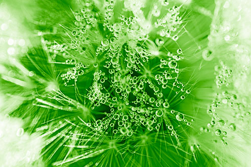 Water Dew Bubbles Among Dandelion Fluff (Green Shade)
