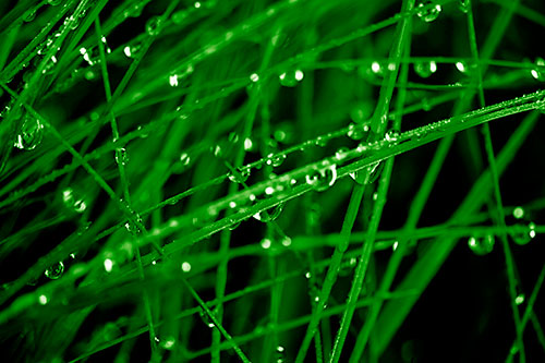 Water Droplets Hanging From Grass Blades (Green Shade Photo)