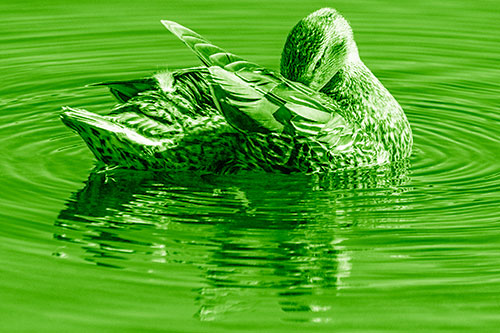 Water Rippling Mallard Duck Grooming Self (Green Shade)