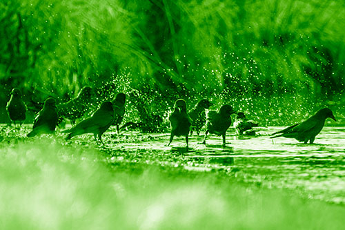 Water Splashing Crows Enjoy Bird Bath Along River Shore (Green Shade Photo)