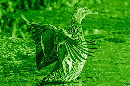 Water Splashing Mallard Duck Flapping Wings Among Pond (Green Shade Photo)