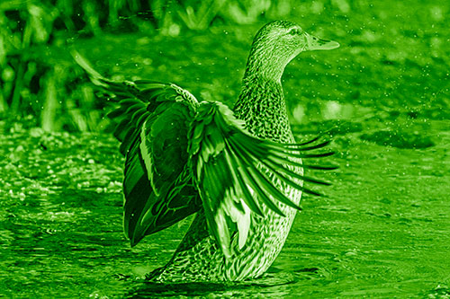 Water Splashing Mallard Duck Flapping Wings Among Pond (Green Shade)