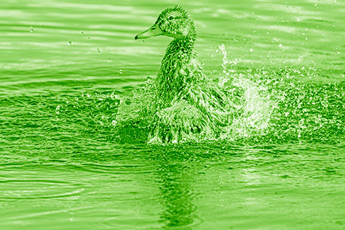 Water Splashing Mallard Duck Taking Bird Bath (Green Shade)