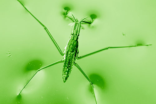 Water Strider Perched Atop Calm River (Green Shade Photo)
