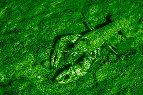 Water Submerged Crayfish Crawling Upstream (Green Shade)