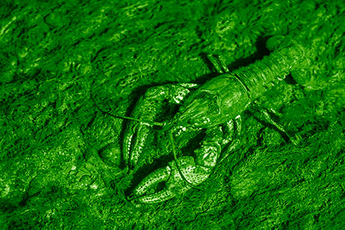 Water Submerged Crayfish Crawling Upstream (Green Shade Photo)