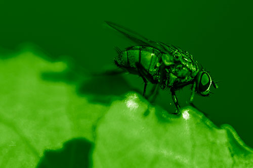 Wet Cluster Fly Walks Along Leaf Rim Edge (Green Shade Photo)