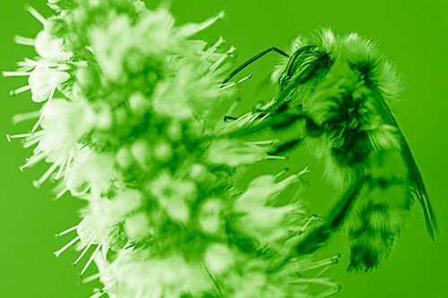 Wet Red Belted Bumble Bee Crawling Up Mentha Longifolia Plant (Green Shade)