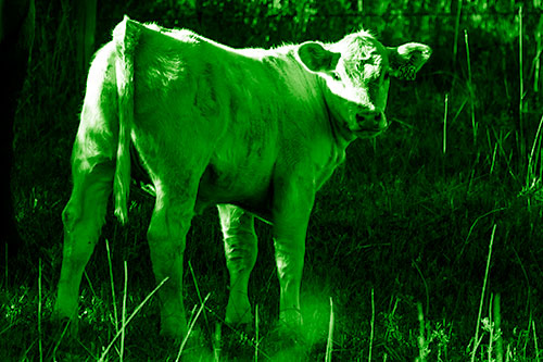 White Cow Calf Looking Backwards (Green Shade Photo)