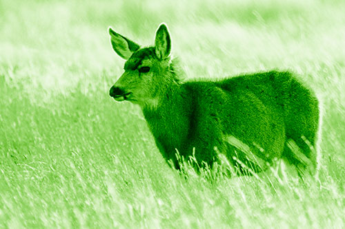 White Tailed Deer Enjoying Stroll Among Wheatgrass (Green Shade Photo)