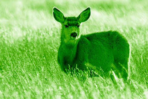 White Tailed Deer Leg Deep Among Grass (Green Shade Photo)
